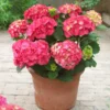 Red Sensation Hydrangea Shrub -Deals Blossom Vines Store Red Sensation Hydrangea BB 600x600 1e6fccd5 9084 47e6 8fb5 471bb2c900df