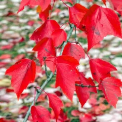 Red Sunset® Maple Tree -Deals Blossom Vines Store Red Sunset Maple 2 a54aec73 0734 4b1e 99ff 74a659bb9e8c