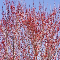 Red Sunset® Maple Tree -Deals Blossom Vines Store Red Sunset Maple 3 68ab9163 7e44 4e93 8940 867034154180