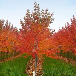 Red Sunset® Maple Tree -Deals Blossom Vines Store Red Sunset Maple 5