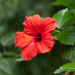 Red Tropical Hibiscus Tree -Deals Blossom Vines Store Red Tropical Hibiscus Tree 2 BB