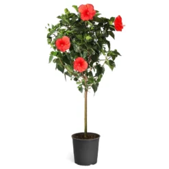 Red Tropical Hibiscus Tree -Deals Blossom Vines Store Red Tropical Hibiscus Tree 5