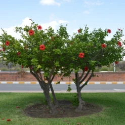 Red Tropical Hibiscus Tree -Deals Blossom Vines Store Red Tropical Hibiscus Tree 6 BB