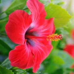 Red Tropical Hibiscus Tree -Deals Blossom Vines Store Red Tropical Hibiscus Tree 7 BB