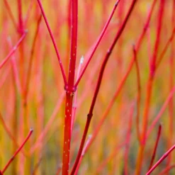 Red Twig Dogwood Shrub 12 Red Twig Dogwood Shrub -Deals Blossom Vines Store Red Twig Dogwood 1 BB
