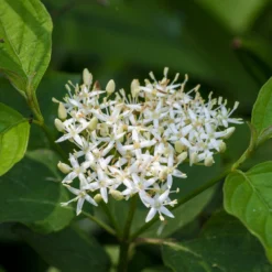 Red Twig Dogwood Shrub 14 Red Twig Dogwood Shrub -Deals Blossom Vines Store Red Twig Dogwood 3 BB