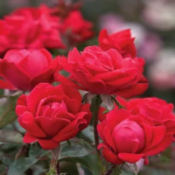 Double Knock Out® Rose -Deals Blossom Vines Store Red knockout rose 10 BB