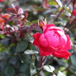 Double Knock Out® Rose -Deals Blossom Vines Store Red knockout rose 2