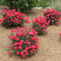 Double Knock Out® Rose -Deals Blossom Vines Store Red knockout rose 4