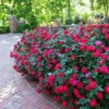 Double Knock Out® Rose -Deals Blossom Vines Store Red knockout rose BB 600x600 311b8812 d4eb 41ce 8b37 f7c50aff357b