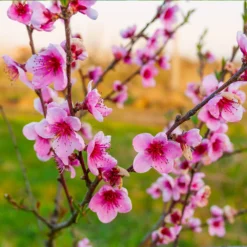 Redskin Peach Tree -Deals Blossom Vines Store Redskin Peach Tree 3