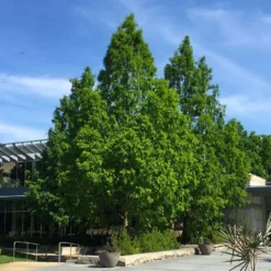 Dawn Redwood Tree 11 Dawn Redwood Tree -Deals Blossom Vines Store Redwood 2 BB