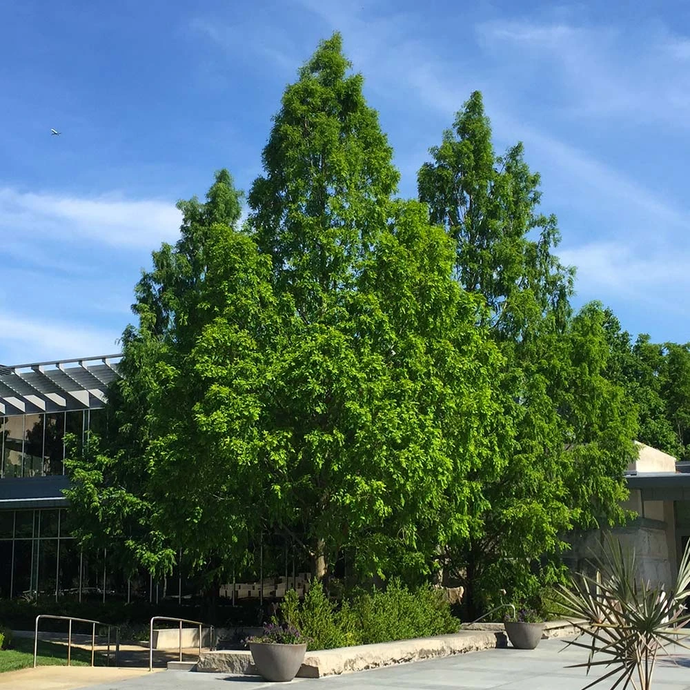 Dawn Redwood Tree 5 Dawn Redwood Tree - Image 3