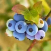 Reveille Blueberry Bush -Deals Blossom Vines Store Reville Blueberry 600x600 9195d737 bf66 4529 921c ed3f05b77dfd