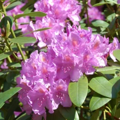Lavender Rhododendron Shrub -Deals Blossom Vines Store Rhododendron Lavender 2 BB