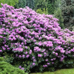 Lavender Rhododendron Shrub -Deals Blossom Vines Store Rhododendron Lavender 3 BB
