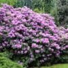 Lavender Rhododendron Shrub 2 Lavender Rhododendron Shrub -Deals Blossom Vines Store Rhododendron Lavender BB 600x600 298a5b9c 5eb7 4eb5 9289 620bf33e6588