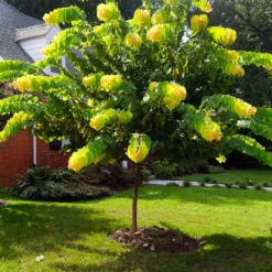 The Rising Sun™ Redbud Tree -Deals Blossom Vines Store Rising Sun Redbud 1