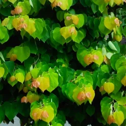 The Rising Sun™ Redbud Tree -Deals Blossom Vines Store Rising Sun Redbud 4