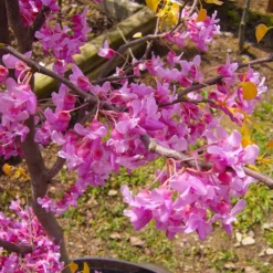 The Rising Sun™ Redbud Tree -Deals Blossom Vines Store Rising Sun Redbud 6