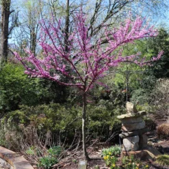 The Rising Sun™ Redbud Tree -Deals Blossom Vines Store Rising Sun Redbud 7 BB