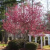 Robinson Crabapple Tree -Deals Blossom Vines Store Robinson Crabapple BB 600x600 498fddd3 0294 4a5d 8e05 c1f3480fc5ff