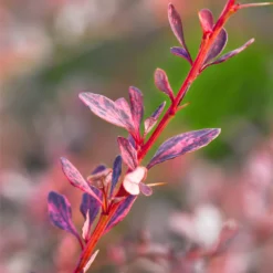 Rose Glow Barberry Shrub -Deals Blossom Vines Store Rose GLow Barberry 1 BB