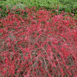 Rose Glow Barberry Shrub -Deals Blossom Vines Store Rose GLow Barberry 2
