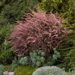 Rose Glow Barberry Shrub -Deals Blossom Vines Store Rose GLow Barberry 5