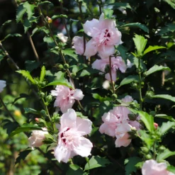 Pink Rose Of Sharon Althea Tree -Deals Blossom Vines Store Rose of Sharon Althea 3 FGT 8d252538 5241 48ed 90fd 01dd8b9e9cc6