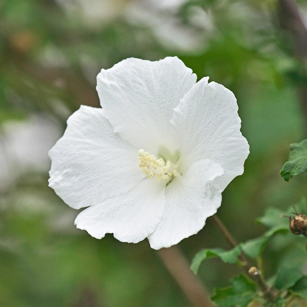 White Rose Of Sharon Althea Shrub 3 White Rose Of Sharon Althea Shrub