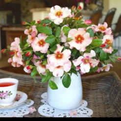 Raspberry Kiss™ Rose Tree 9 Raspberry Kiss™ Rose Tree -Deals Blossom Vines Store Rosemarry Kiss Rose tree 1