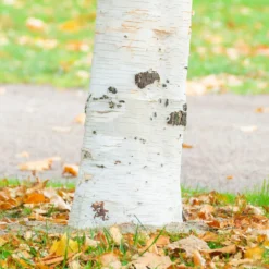 Royal Frost Birch 8 Royal Frost Birch -Deals Blossom Vines Store Royal Frost Birch 1 BB