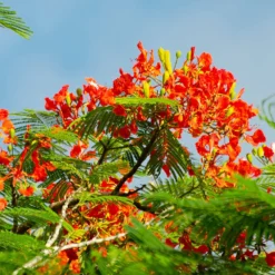 Royal Poinciana Tree 8 Royal Poinciana Tree -Deals Blossom Vines Store Royal Poinciana tree 3 BB