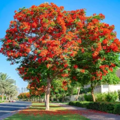 Royal Poinciana Tree 9 Royal Poinciana Tree -Deals Blossom Vines Store Royal Poinciana tree 5 BB