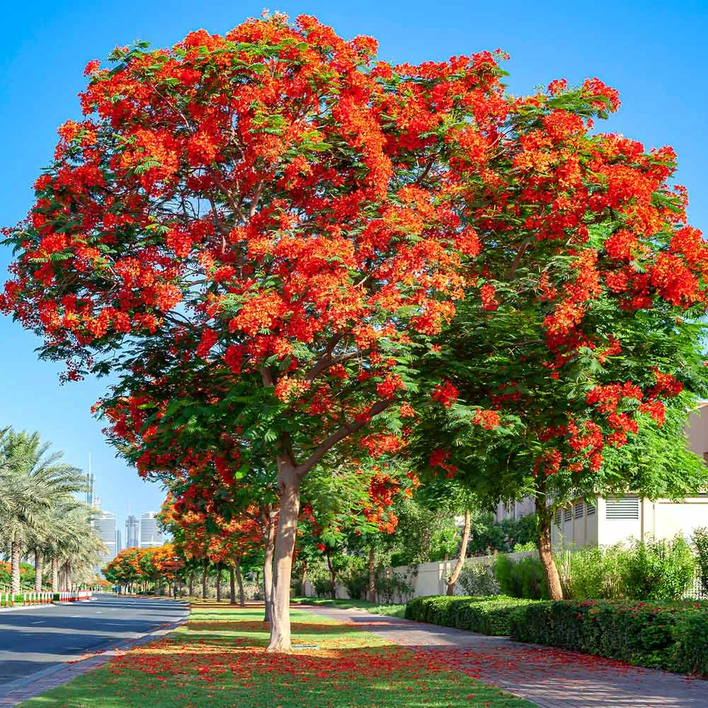 Royal Poinciana Tree 6 Royal Poinciana Tree - Image 4