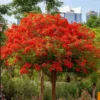 Royal Poinciana Tree 2 Royal Poinciana Tree -Deals Blossom Vines Store Royal Poinciana tree BB 600x600 05630563 66ae 4079 9884 020fc7f29ff8
