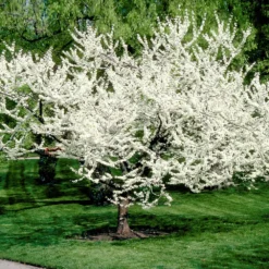 Royal White Redbud Tree 10 Royal White Redbud Tree -Deals Blossom Vines Store Royal White Redbud 3