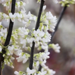 Royal White Redbud Tree 11 Royal White Redbud Tree -Deals Blossom Vines Store Royal White Redbud 4 BB