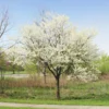 Royal White Redbud Tree -Deals Blossom Vines Store Royal White Redbud BB 600x600 beea3078 86be 4bcb a62f 7557bd30f50c