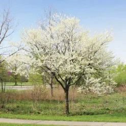 Royal White Redbud Tree