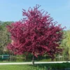 Royalty Crabapple Tree -Deals Blossom Vines Store Royalty Crabapple BB 600x600 2499a74a 6893 4803 9d57 29f8d56548ae