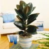 Rubber Tree Plant 1 Rubber Tree Plant -Deals Blossom Vines Store Rubber Tree BB 600x600 9395d367 c2fe 423f 910b 035747597011