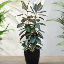 Sunset Hues House Plant Kit -Deals Blossom Vines Store Rubber Tree FGT