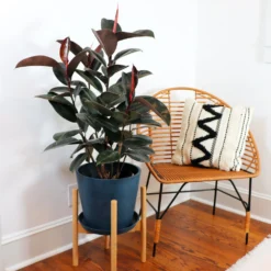 Rubber Tree Plant -Deals Blossom Vines Store Rubber Tree FGT 4