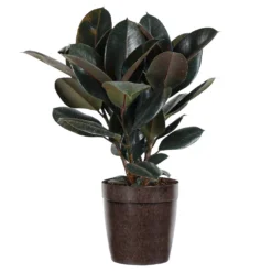 Rubber Tree Plant -Deals Blossom Vines Store Rubber Tree delilah brown