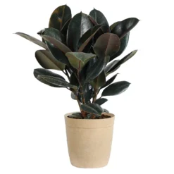 Rubber Tree Plant -Deals Blossom Vines Store Rubber Tree delilah tan