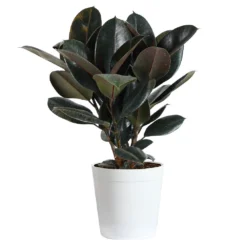 Rubber Tree Plant -Deals Blossom Vines Store Rubber Tree delilah white