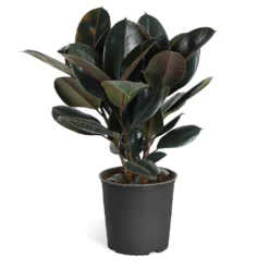 Rubber Tree Plant -Deals Blossom Vines Store Rubber Tree standard