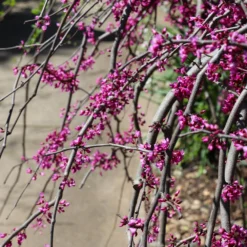 Ruby Falls Redbud Tree -Deals Blossom Vines Store Ruby Falls Redbud 6 BB